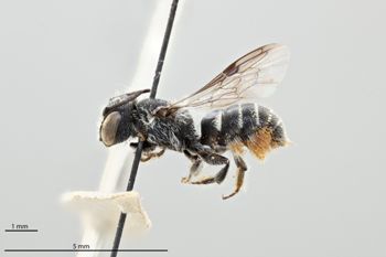 Media type: image;   Entomology 793005 Aspect: habitus lateral view